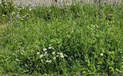 Wildblumen-Mischung in voller Blüte